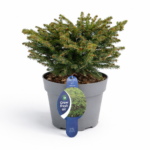 Смърч Picea abies ‘Nidiformis’ picea nidiformis  7.5L 40-50 cm