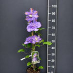 Clematis ‘Blue Explosion’ 2L – син клематис