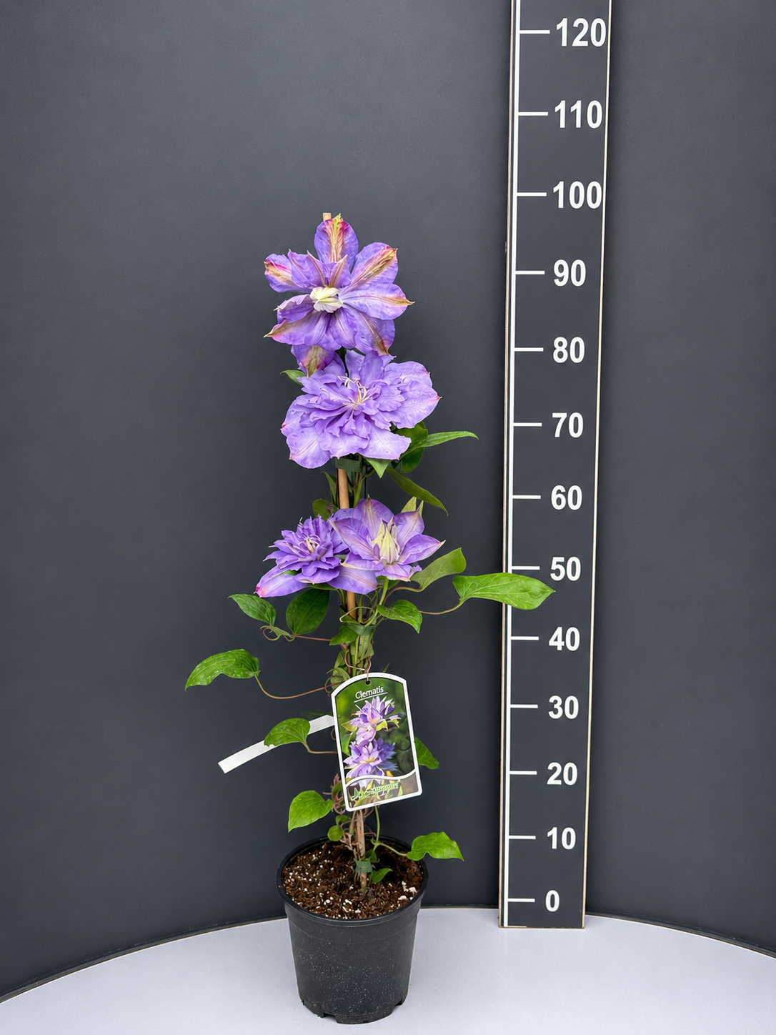 chatgpt-image-8.05.2026-g.-18_14_03.png Clematis ‘Blue Explosion’ 2L – син клематис - Image 1