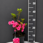 Azalea japonica ‘Rokoko’ 1.5L – японска азалия