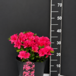 Azalea japonica ‘Melina’ 5L – японска азалия