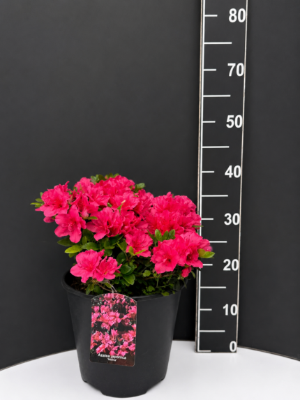 Azalea japonica ‘Melina’ 5L – японска азалия