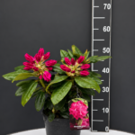 Rhododendron ‘Germania’ 3L – рододендрон