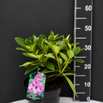 Rhododendron ‘Lugano’ 3L – рододендрон