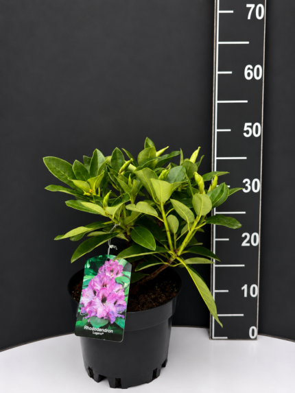 Rhododendron ‘Lugano’ 3L – рододендрон