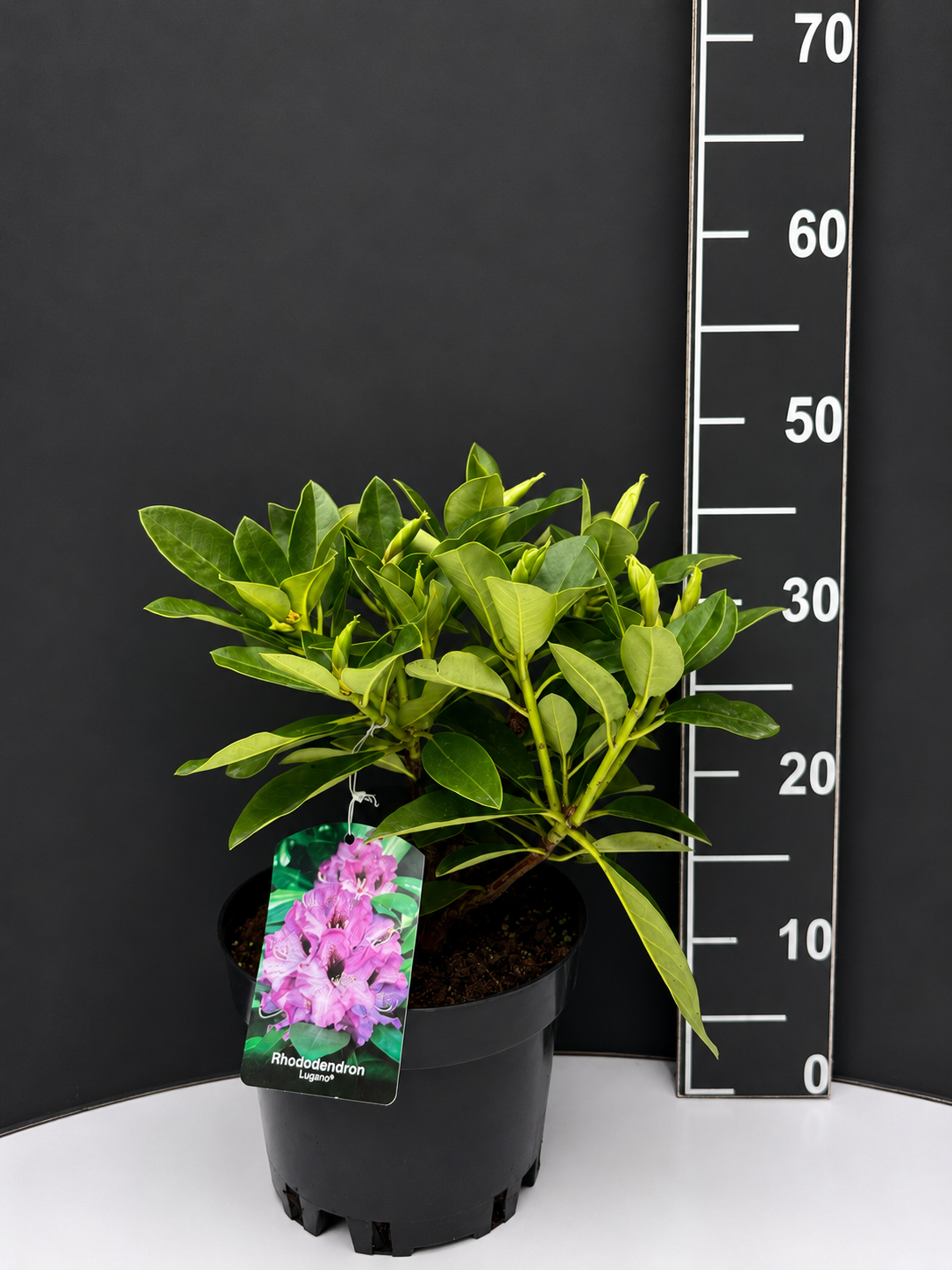 chatgpt-image-8.05.2026-g.-18_14_17.png Rhododendron ‘Lugano’ 3L – рододендрон - Image 1