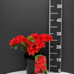 Azalea japonica ‘Signalglühen’ C1 – японска азалия