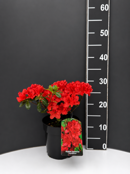 Azalea japonica ‘Signalglühen’ C1 – японска азалия