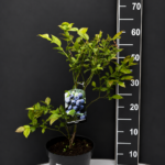 Vaccinium corymbosum ‘Nelson Duke’ 2L – американска боровинка