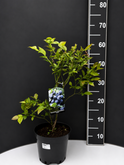 Vaccinium corymbosum ‘Nelson Duke’ 2L – американска боровинка