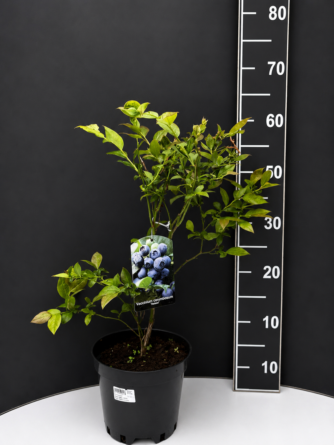 chatgpt-image-8.05.2026-g.-18_14_22.png Vaccinium corymbosum ‘Nelson Duke’ 2L – американска боровинка - Image 1