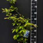 Vaccinium corymbosum ‘Bonus Duke’ 2L – американска боровинка