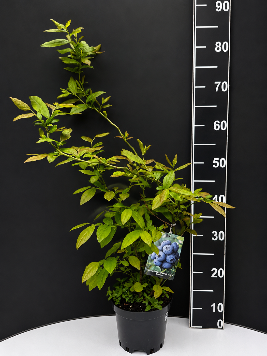 chatgpt-image-8.05.2026-g.-18_14_24.png Vaccinium corymbosum ‘Bonus Duke’ 2L – американска боровинка - Image 1