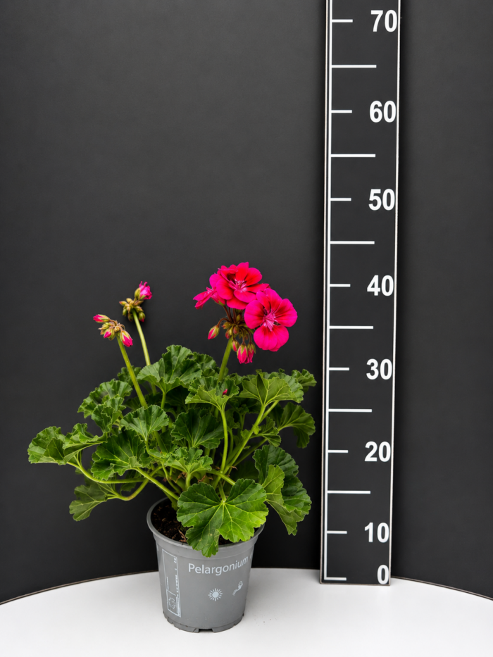 Pelargonium zonale – мушкато микс цветове - Image 3