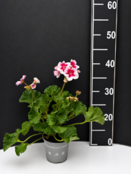 Pelargonium zonale – мушкато микс цветове - Image 2