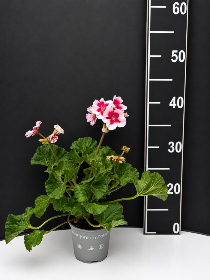 Pelargonium zonale – мушкато микс цветове - Image 2