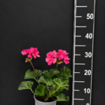 Pelargonium zonale – мушкато микс цветове