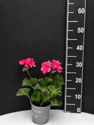 Pelargonium zonale – мушкато микс цветове