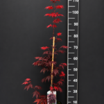 Acer palmatum ‘Atropurpureum’ 1.5L – японски червен клен