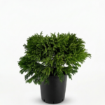 Cryptomeria japonica ‘Globosa Nana’ 10L – джуджеста криптомерия