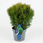Thuja (Туя) occidentalis 'Little Giant' 7.5л   40-50 cm.