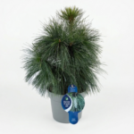 Декоративен бор Pinus schwerin Wiethorst 5L 30-40 cm.