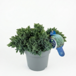 Junipers squamata 'Blue Star' 7.5L 30-40cm