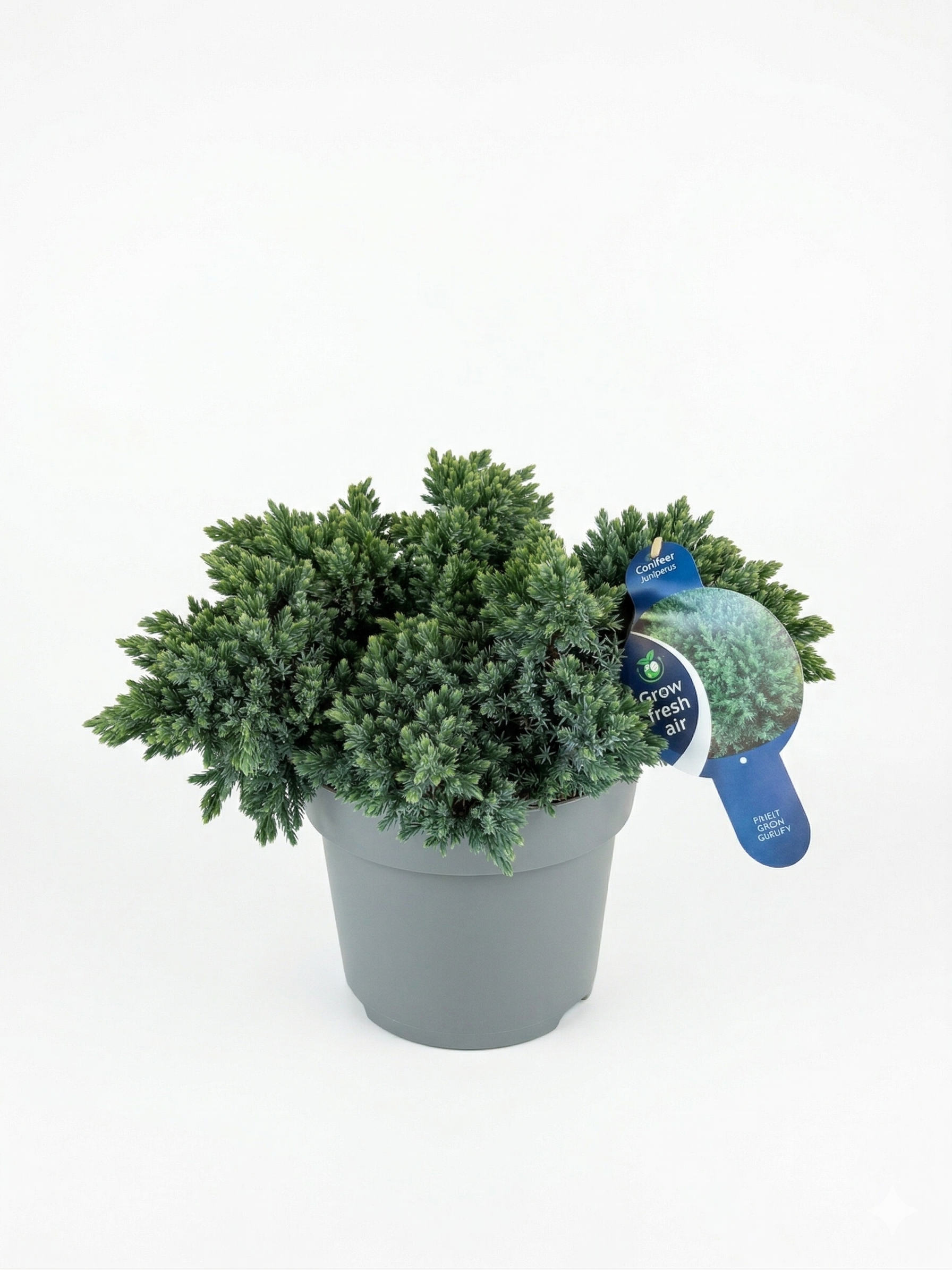 img_6337.png Junipers squamata 'Blue Star' 7.5L 30-40cm - Image 1