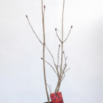 Azalea japonica ‘Nabucco’ - 30 cm