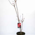 Azalea japonica ‘Fireball’