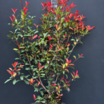 Photinia × fraseri ‘Carré Rouge’ 10L – фотиния