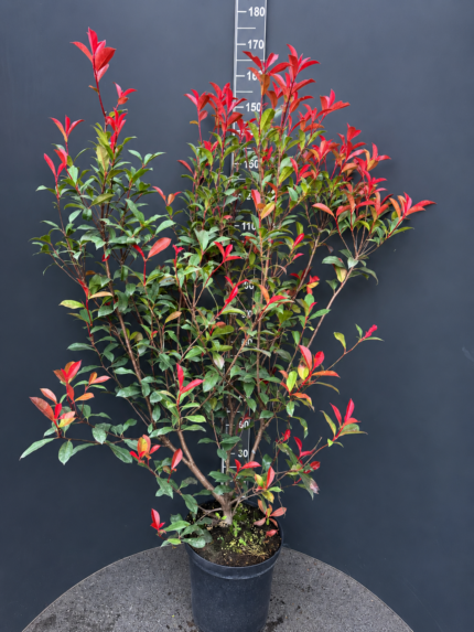 Photinia × fraseri ‘Carré Rouge’ 10L – фотиния