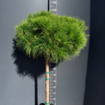 Pinus nigra ‘Pierrick Brégeon’ – декоративен черен бор