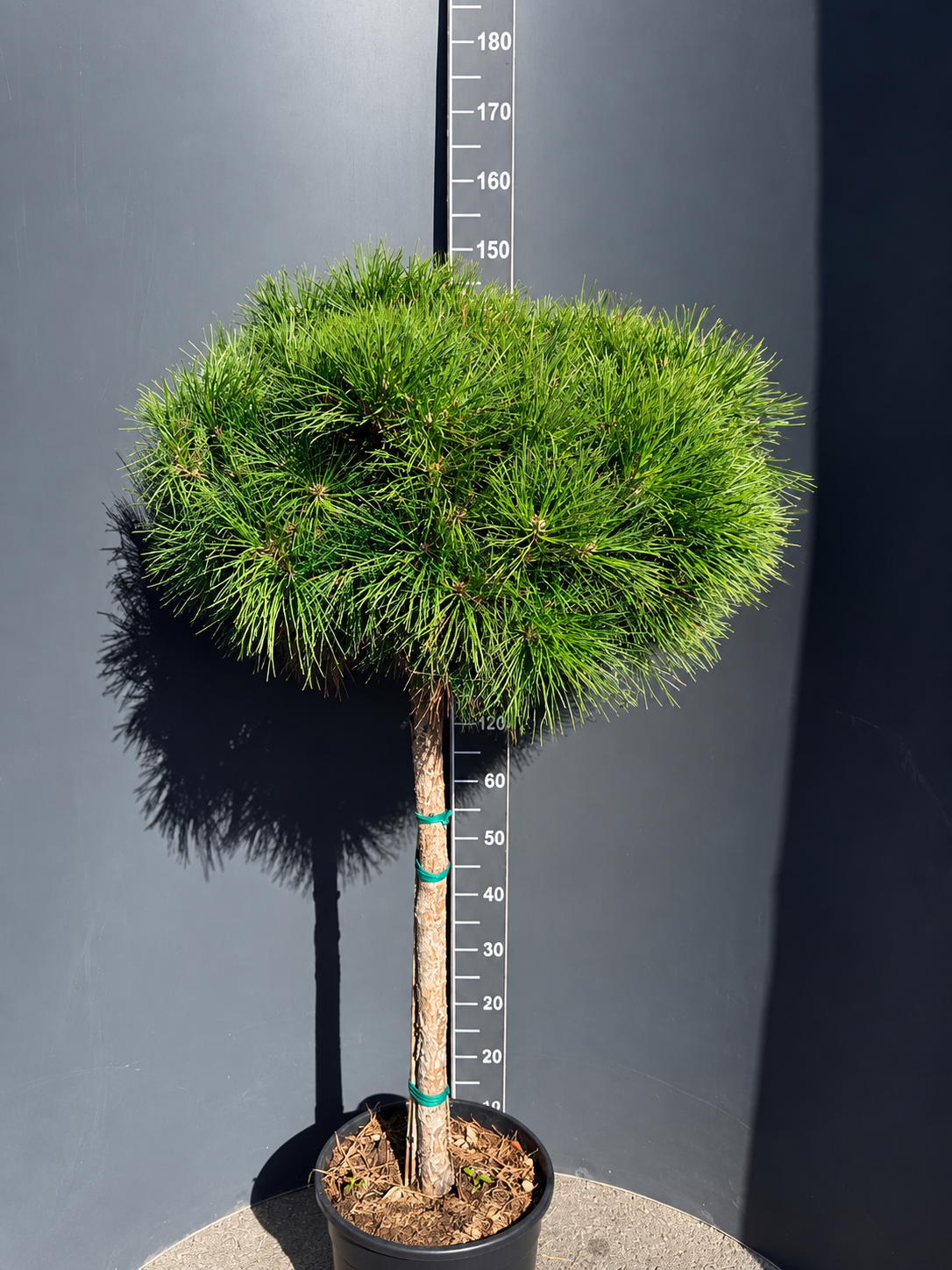 59b14a29-2fd9-4929-89c9-1c1136eb340d Pinus nigra ‘Pierrick Brégeon’ – декоративен черен бор - Image 1