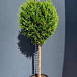 Cuprocyparis leylandii – Лейландски кипарис