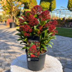 Skimmia japonica P19 – Скимия