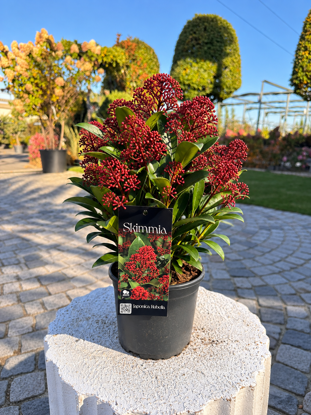 7755b50a-9bac-4e0a-a553-8f2d39f91afc Skimmia japonica P19 – Скимия - Image 1