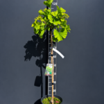 Ginkgo biloba ‘Mariken’ 6L – гинко Марикен