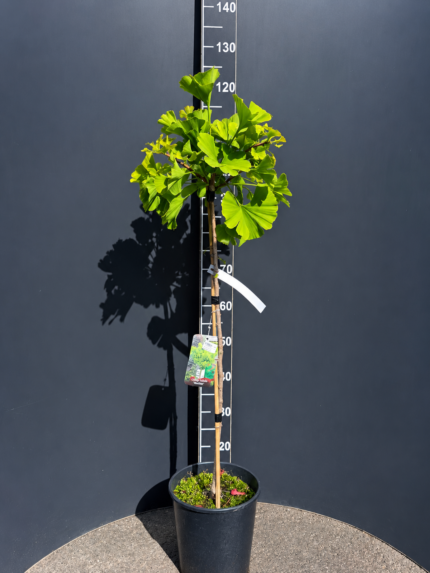 Ginkgo biloba ‘Mariken’ 6L – гинко Марикен