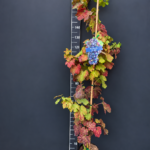 Vitis vinifera ‘Palieri’ 4L – десертно грозде Палиери
