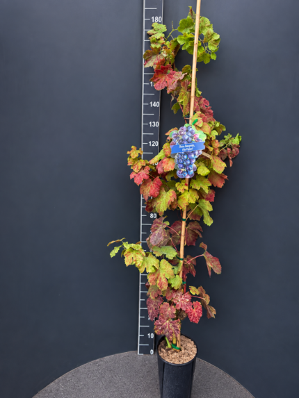 Vitis vinifera ‘Palieri’ 4L – десертно грозде Палиери