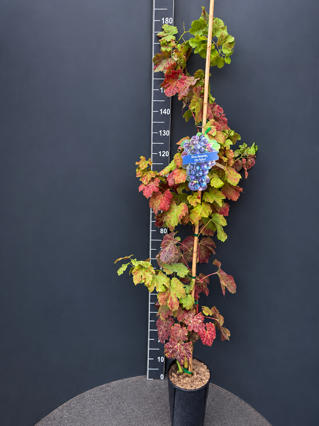 aadb50f0-12e3-4ba7-b20a-337df03f2e35 Vitis vinifera ‘Palieri’ 4L – десертно грозде Палиери - Image 1