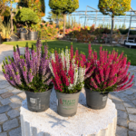 Calluna vulgaris Mix – Калуна микс