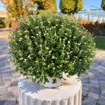 Chrysanthemum 3L – Хризантема