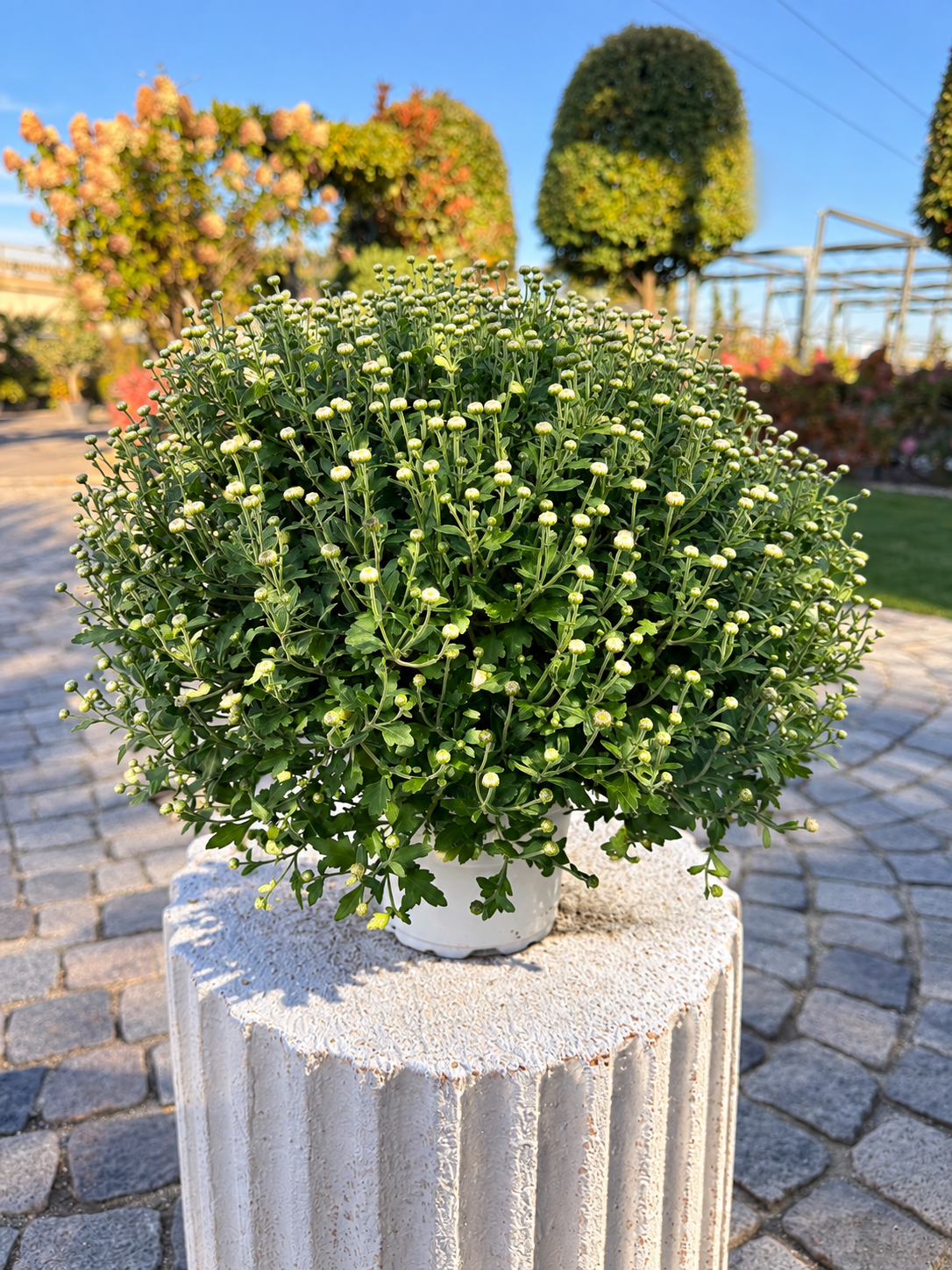 c36f5416-a083-4c55-8296-c13a97a4f6cc Chrysanthemum 3L – Хризантема - Image 1