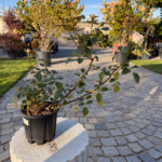 Rosa – Декоративна роза