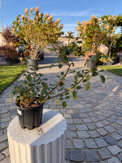 Rosa – Декоративна роза