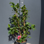 Camellia japonica – Японска камелия