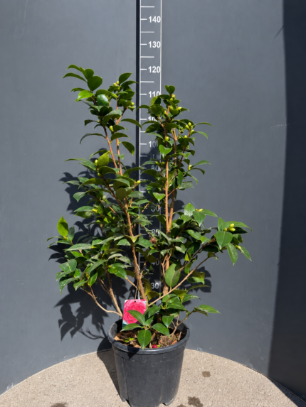 Camellia japonica – Японска камелия