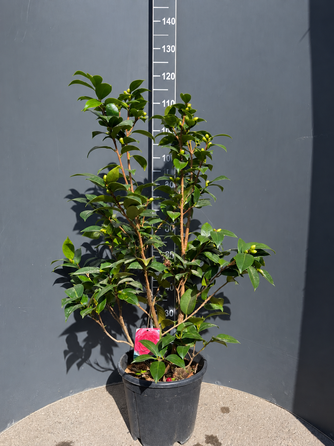 c7d9c29e-2300-4c5b-a006-2de56fe5ba30 Camellia japonica – Японска камелия - Image 1